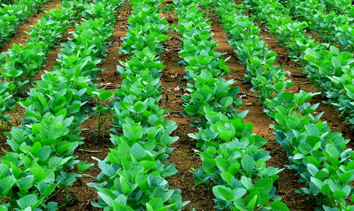Harnessing Nature's Power: Pseudomonas fluorescens in Agriculture