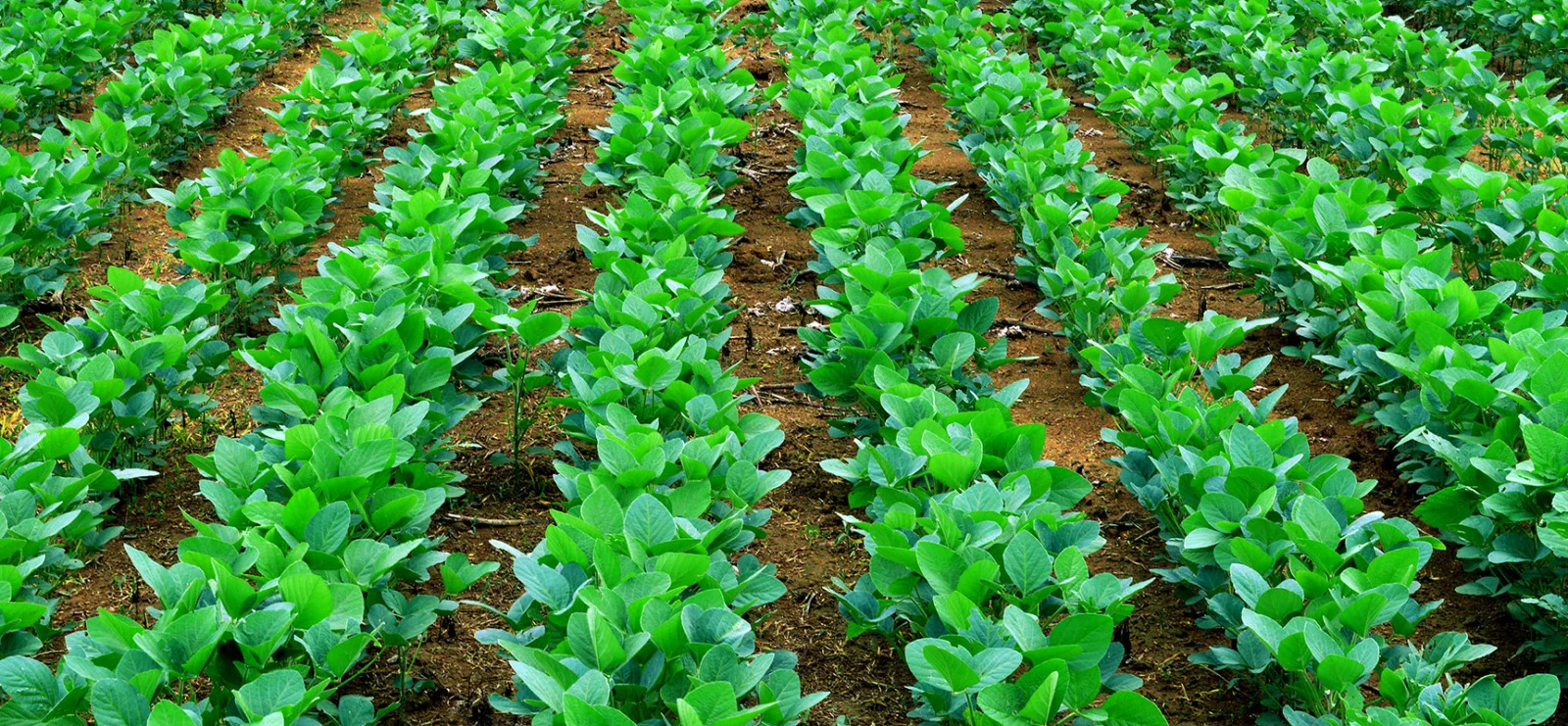 Harnessing Nature's Power: Pseudomonas fluorescens in Agriculture