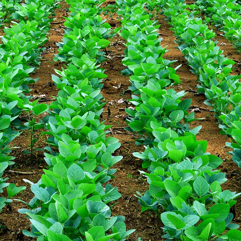 Harnessing Nature’s Power: Pseudomonas fluorescens in Agriculture