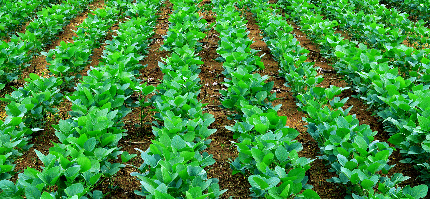 Harnessing Nature's Power: Pseudomonas fluorescens in Agriculture