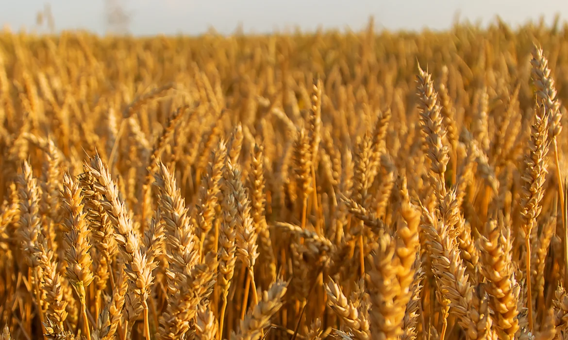 Harvest The Healthy Wheat Crop