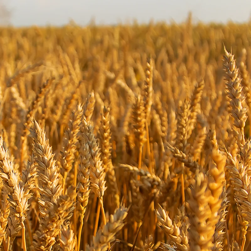 Harvest The Healthy Wheat Crop