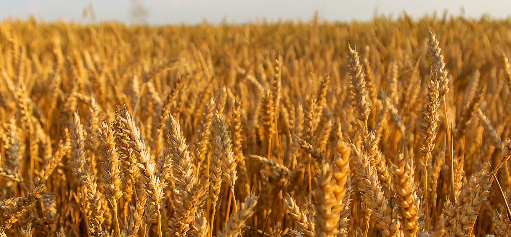 Harvest The Healthy Wheat Crop