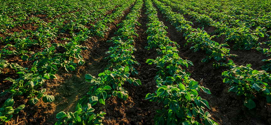 How Mycorrhizae Fertilizers Help Fight Soil Degradation & Desertification