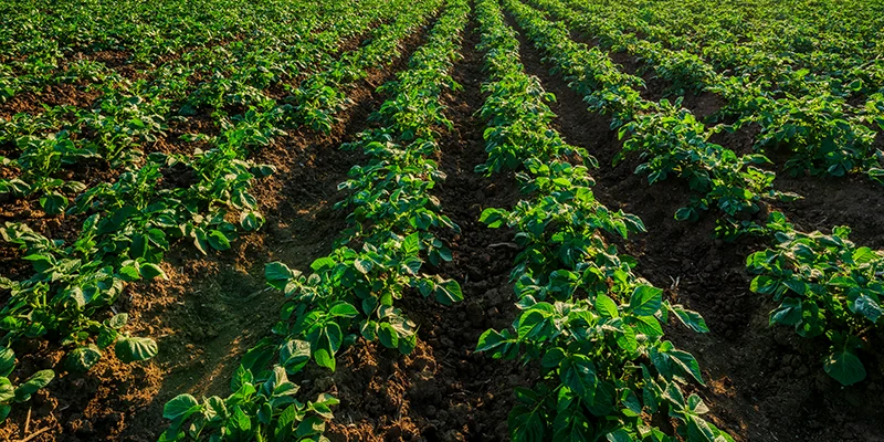 How Does Mycorrhiza Help Crops Perform Better Under Different Stress Conditions?
