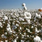 How Pymetrozine 50% WG Helps Break Resistance Cycles in Sucking Pests