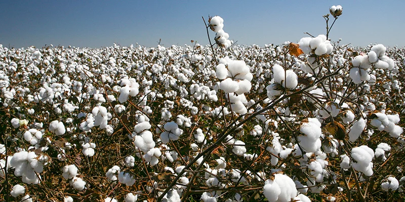 How Pymetrozine 50% WG Helps Break Resistance Cycles in Sucking Pests