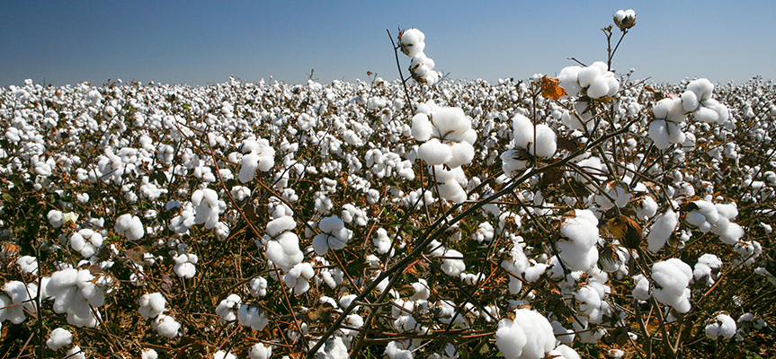 How Pymetrozine 50% WG Helps Break Resistance Cycles in Sucking Pests