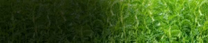Imazethapyr 10% SL