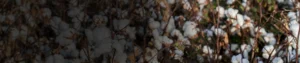 Imidacloprid 30.5_ SC Imidacloprid 30.5% SC