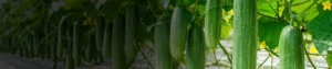 Imidacloprid 70_ WG Imidacloprid 70% WG