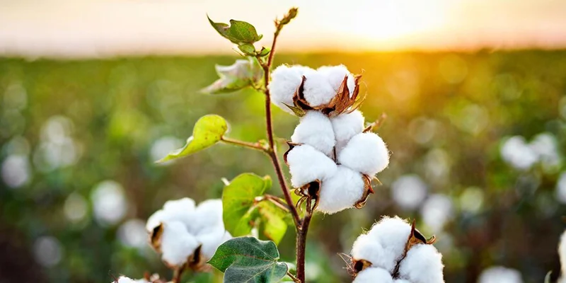 Imidacloprid 70% WS – Seed Treatment for Strong Crop Start