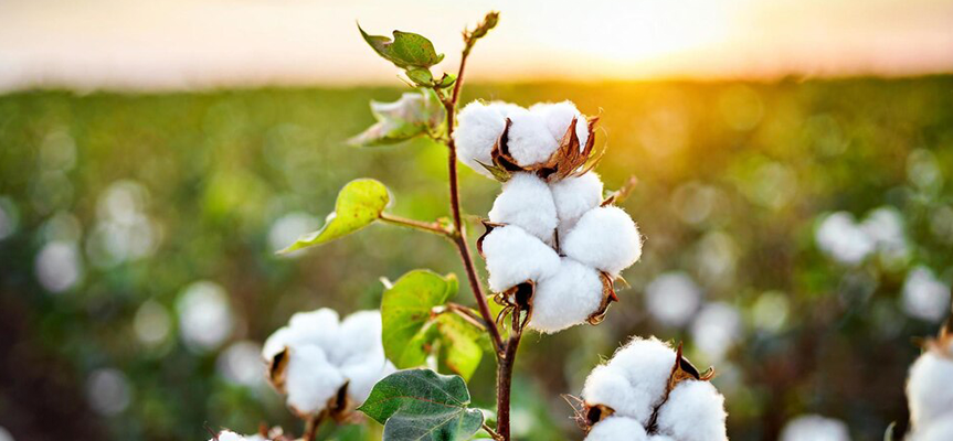 Imidacloprid 70% WS – Seed Treatment for Strong Crop Start