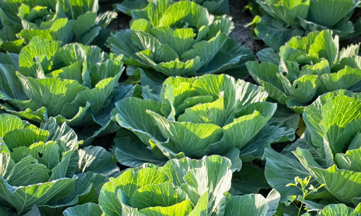 Integrating Bacillus thuringiensis Bio-pesticide into Your Crop Protection Strategy