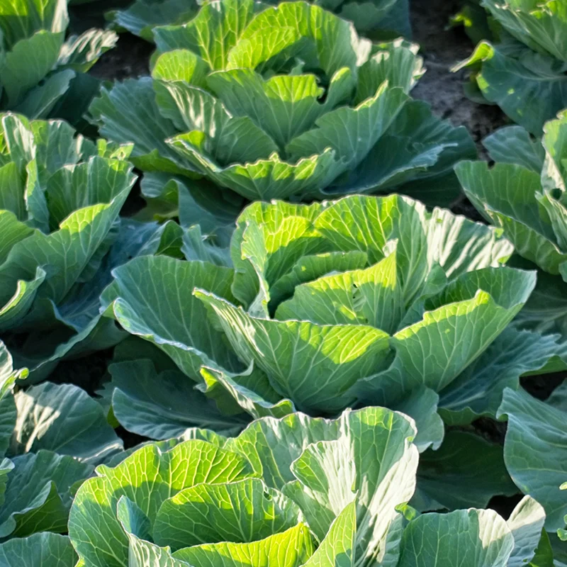 Integrating Bacillus thuringiensis Bio-pesticide into Your Crop Protection Strategy