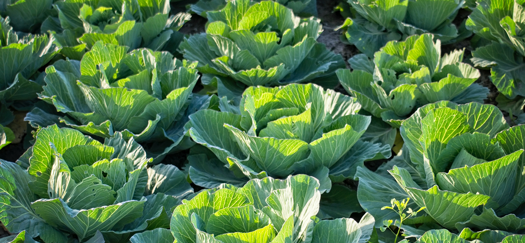 Integrating Bacillus thuringiensis Bio-pesticide into Your Crop Protection Strategy