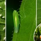 Is Beauveria bassiana an effective pest control?