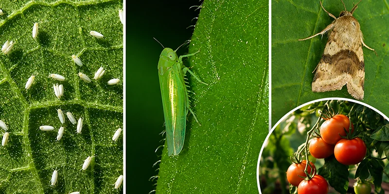 Is Beauveria bassiana an effective pest control?