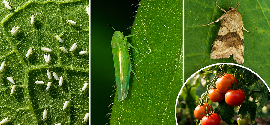 Is Beauveria bassiana an effective pest control?