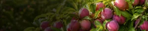 Lime Sulphur 22_ SC Lime Sulphur 22% SC