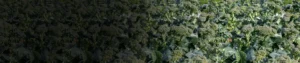 Liquid Calcium 11_ SC