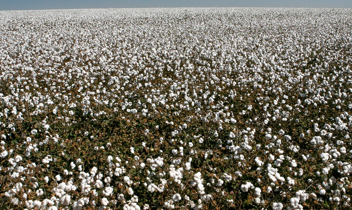 Liquid Urea (UAN 32%): The Most Available Form of Nitrogen