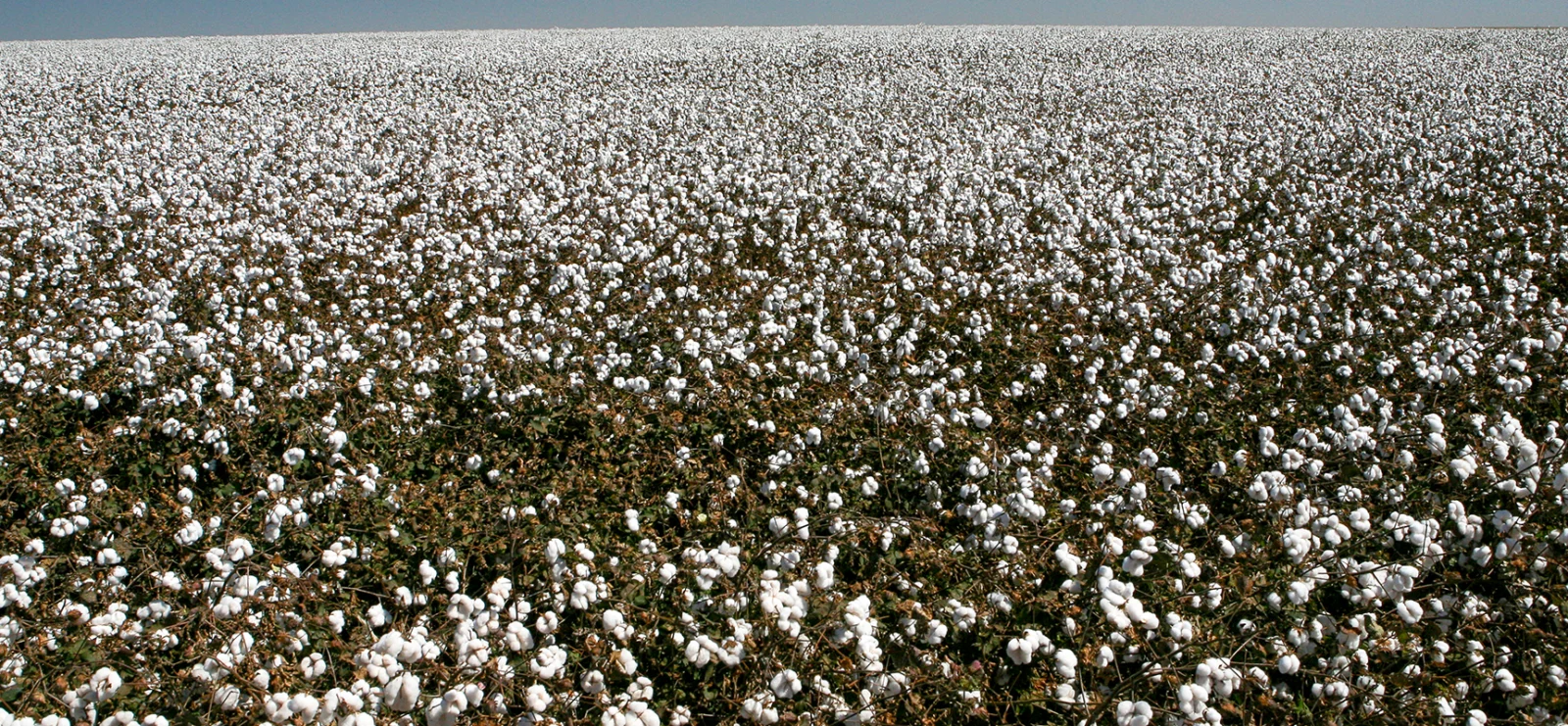 Liquid Urea (UAN 32%): The Most Available Form of Nitrogen