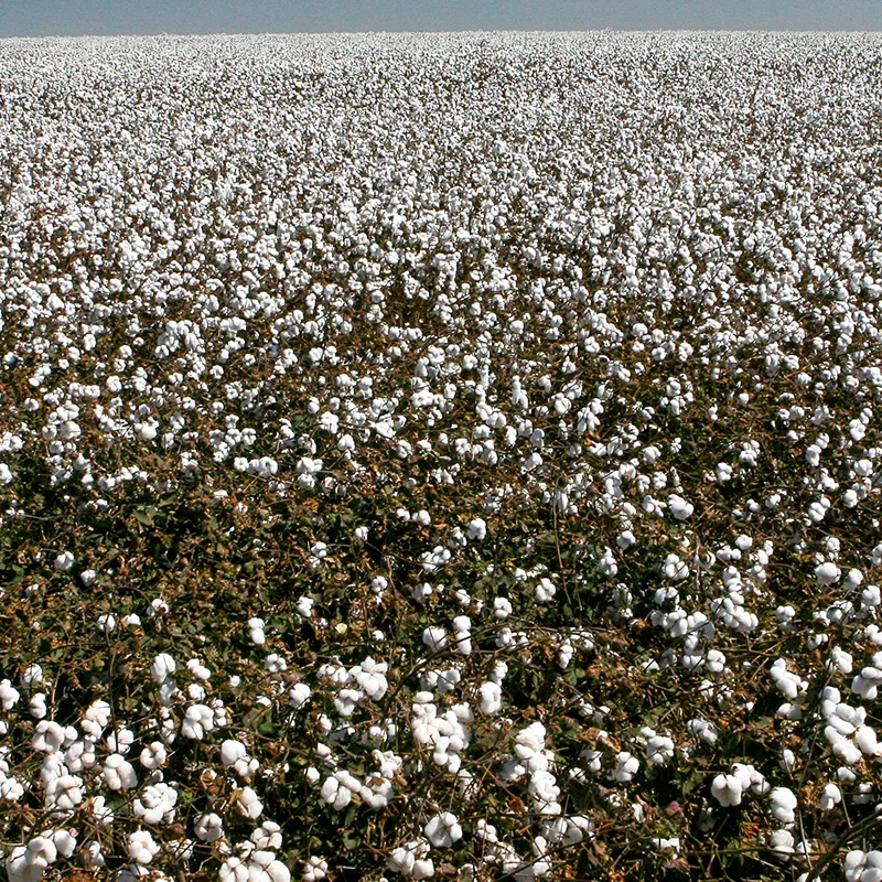 Liquid Urea (UAN 32%): The Most Available Form of Nitrogen