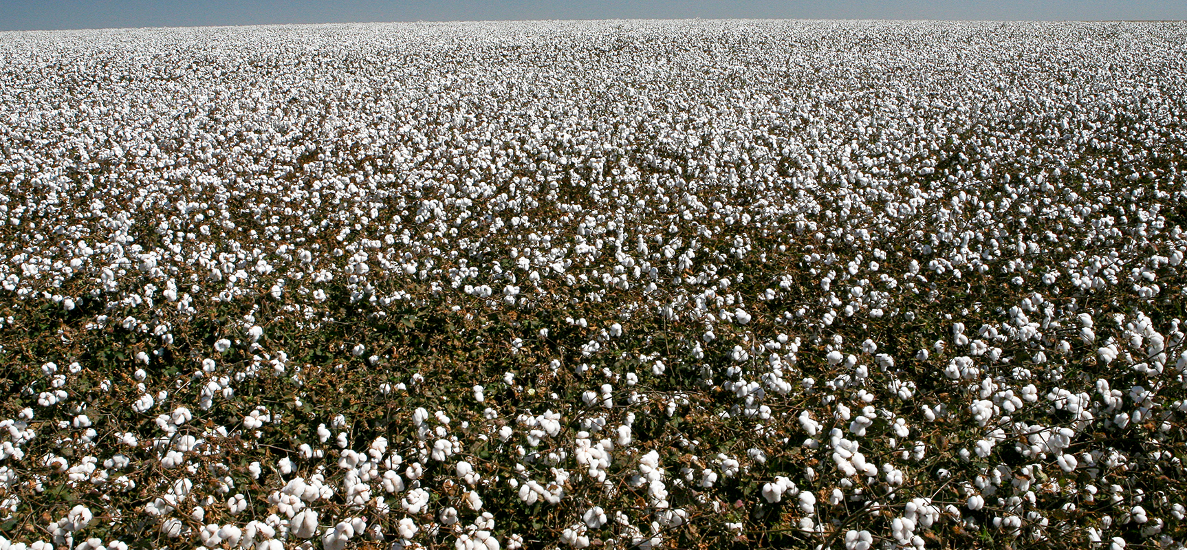 Liquid Urea (UAN 32%): The Most Available Form of Nitrogen