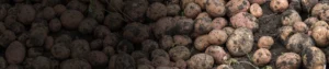 Mancozeb 75_ WG Mancozeb 75% WG