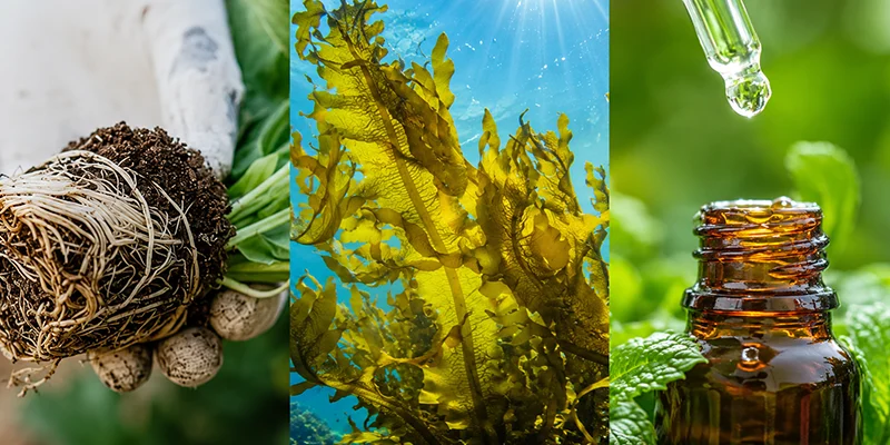 Maximising plant oil content of medicinal & aromatic plants with Seaweed and Mycorrhiza