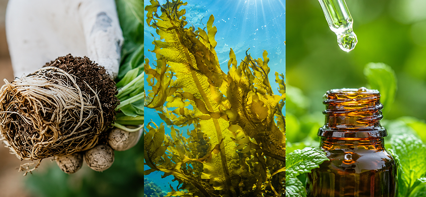 Maximising plant oil content of medicinal & aromatic plants with Seaweed and Mycorrhiza