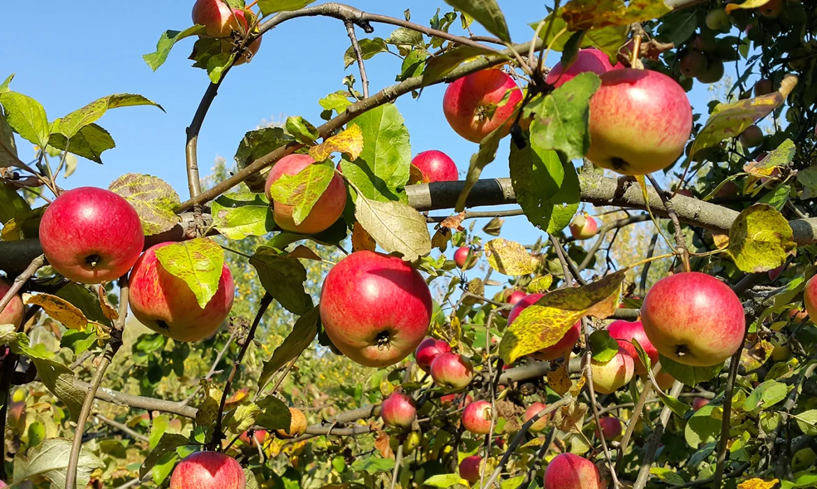 Maximize Apple Orchard Success with Domalin