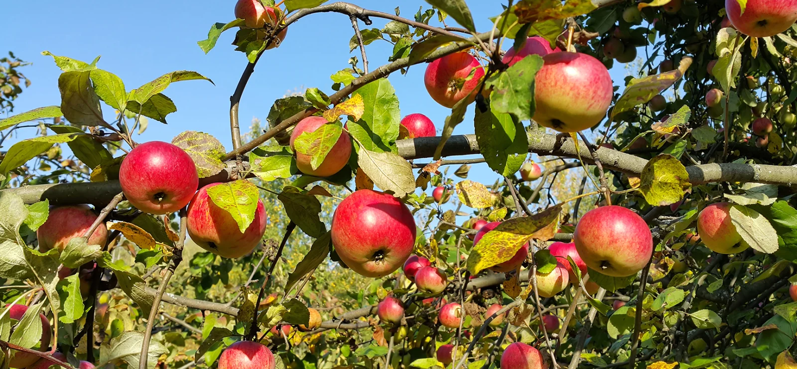 Maximize Apple Orchard Success with Domalin