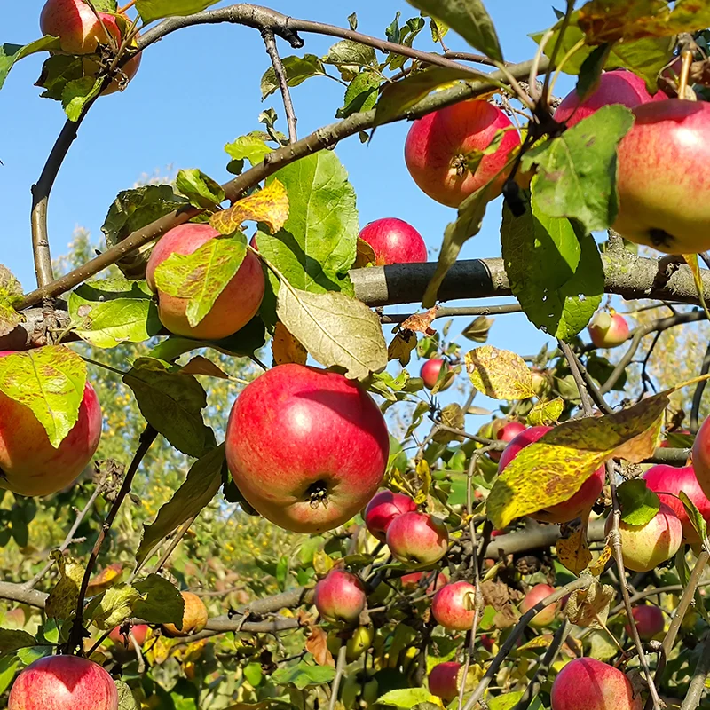 Maximize Apple Orchard Success with Domalin