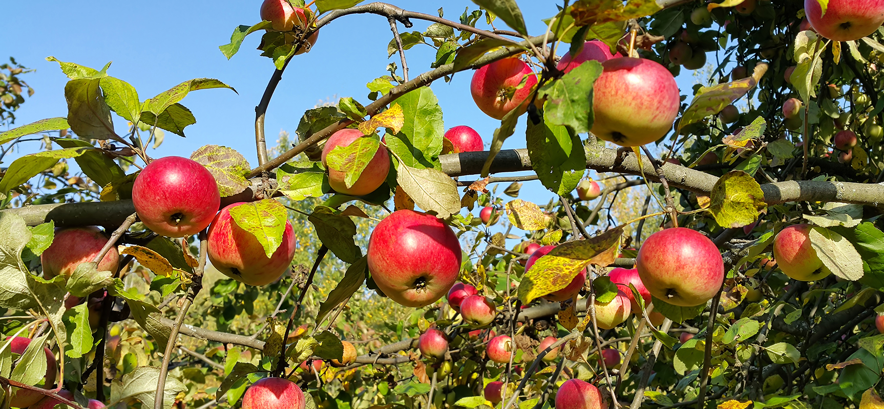 Maximize Apple Orchard Success with Domalin