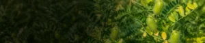 Mepiquat chloride 5_ AS Mepiquat chloride 5% AS