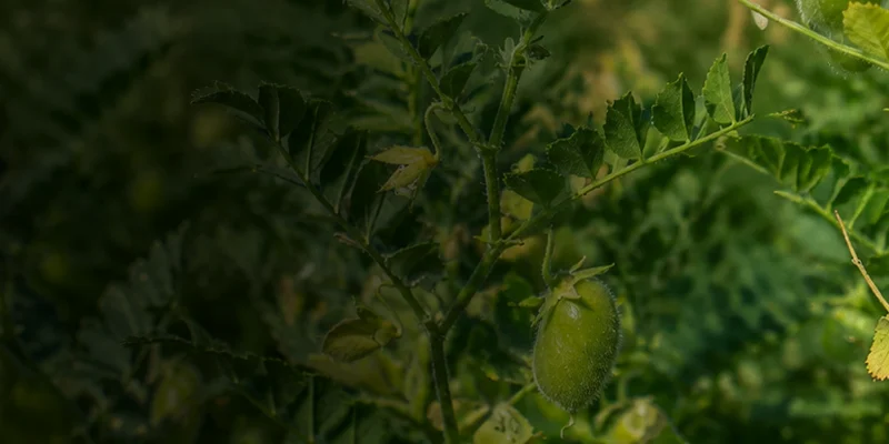 Mepiquat chloride 5% AS