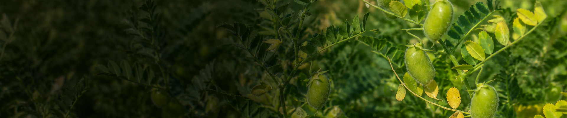 Mepiquat chloride 5_ AS Mepiquat chloride 5% AS