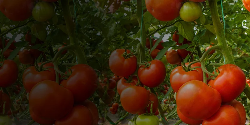 Metribuzin 70_ WP Metribuzin 70% WP