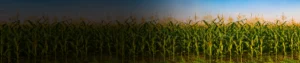 NPK 8:8:8 (liquid) (for sugar cane crop) NPK 8:8:8 (liquid) (for sugar cane crop)