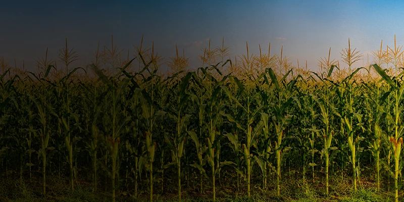 NPK 8:8:8 (liquid) (for sugar cane crop)
