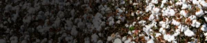 Novaluron 10% EC Novaluron 10% EC