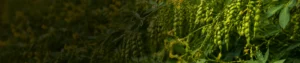 Paclobutrazol 40_ SC Paclobutrazol 40% SC