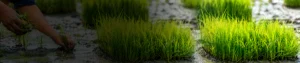 Penoxsulam 21.7_ SC Penoxsulam 21.7% SC