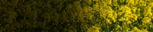 Phosphate Rich Organic Manure Phosphate Rich Organic Manure