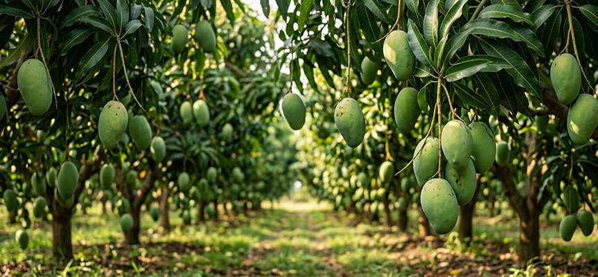 Plant Growth Regulators (PGR): The Smart Science Behind Modern Farming