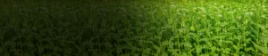 Potash Derived from Rhodophytes Potash derived from Rhodophytes