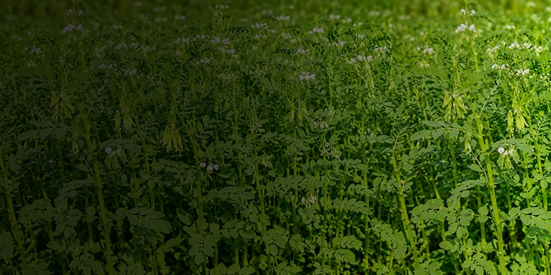 Potash derived from Rhodophytes