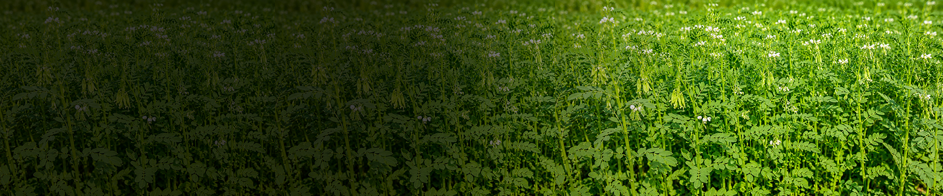 Potash Derived from Rhodophytes Potash derived from Rhodophytes